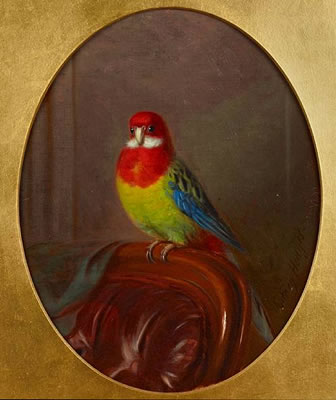 Study of a Parakeet