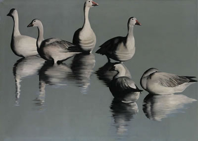 Snow geese