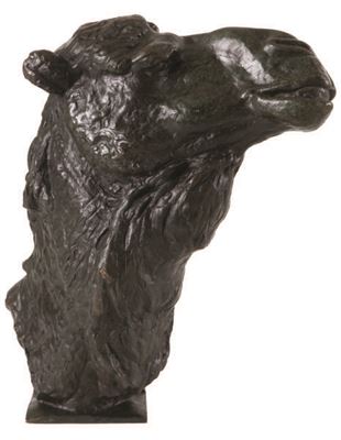 Tête de dromadaire.