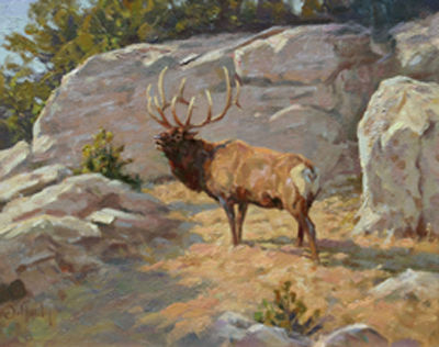 Rocky Mountain Elk