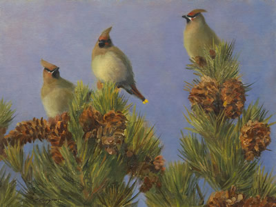 Waxwings in Limber Pines