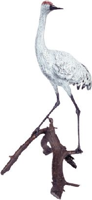 Sandhill Crane