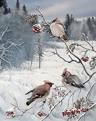 WINTER VIEW WITH WAXWINGS