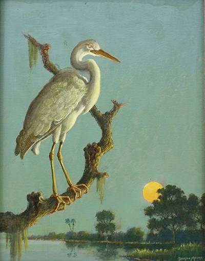 Great White Heron