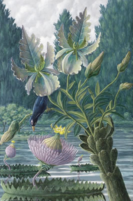 Catharina Nymphaeoidea
