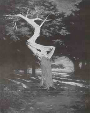 Ghost Tree of Monterey