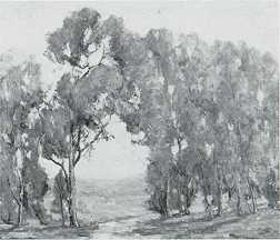 Eucalyptus Grove