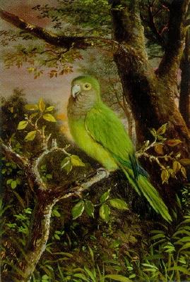 Parrot on a Branch