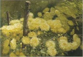 Chrysanthemums