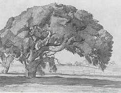 Oak Tree