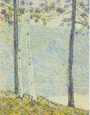 Birch Trees