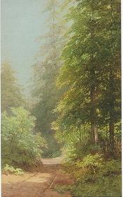 Mill Valley Red Woods, 1904
