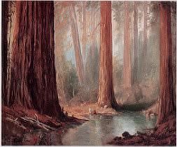 Muir Woods, California