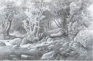 Stream in the Woods