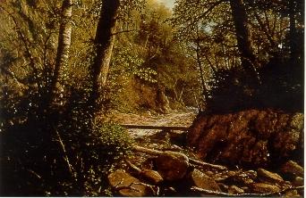 Forest Stream