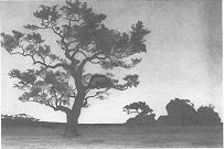 A Live Oak