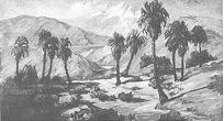 Desert Palms
