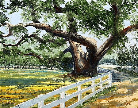 Ancient Oak