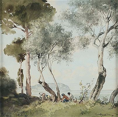 La raccolta degli ulivi
