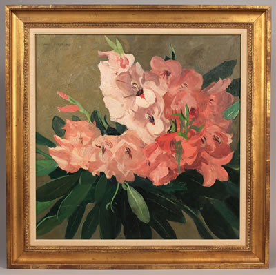 Pink Gladiolus