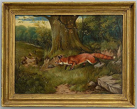 Red fox hunting a family of rabbits