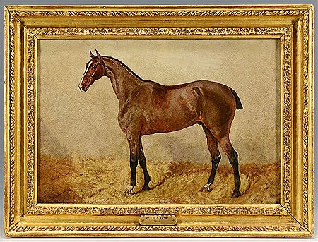 Equine Portrait