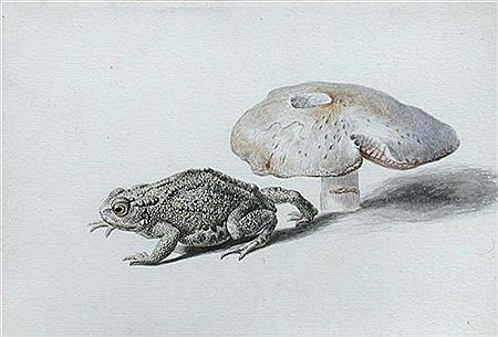 Study of a Toad and Mushroom by Rochus van Veen - Auction record, sale price, and art valuation. Compare with similar artists and explore comparable artworks.