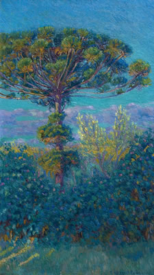 Araucaria