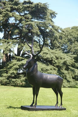 Cerf