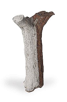 Olive Tree