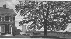 Red Farm and Maple