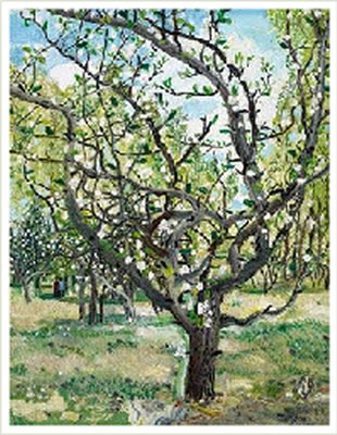 APRICOT OF EARLY SPRING