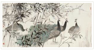 PEACOCK