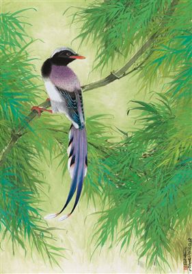A COLOURFULL BIRD