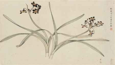 NARCISSUS