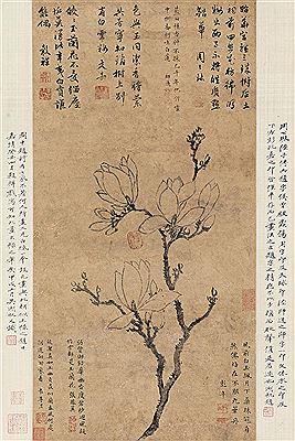 MOGNOLIA DENUDATA