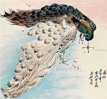 PEACOCK