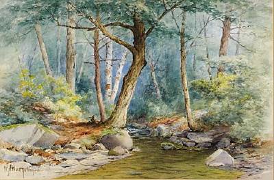Forest with Stream