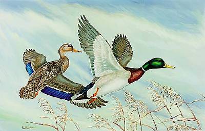 Sample artwork by Anne Worsham Richardson (1919 - 2012), known for birds in flight painting - View similar artists and auction records