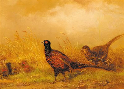 FEEDING PHEASANTS