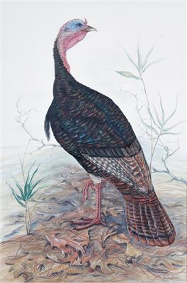 WILD TURKEY, 1954 by Anne Worsham Richardson - Auction record, sale price, and art valuation. Compare with similar artists and explore comparable artworks.