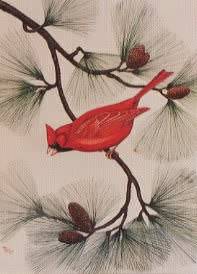 Red Cardinal in Pine