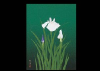 Calamus