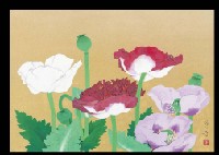 Poppy