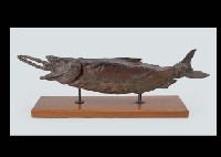 Salmon