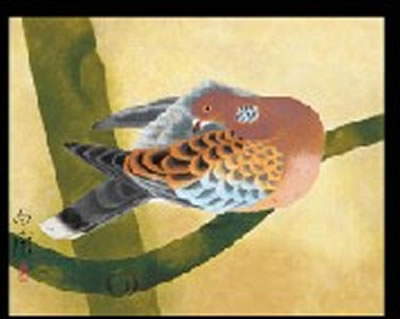 Mountain dove