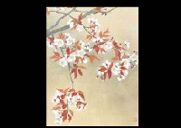 Mountain Cherry Blossoms