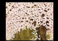 Cherry Blossoms