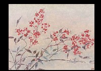 Nandina