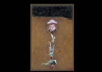 Cirsium